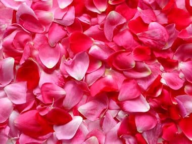 decoration petales rose idées