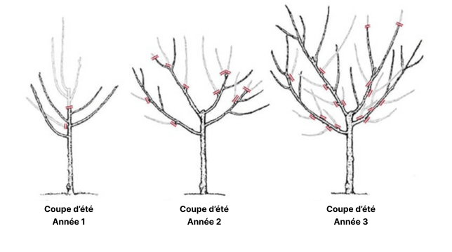 Methode coupe arbre fruit