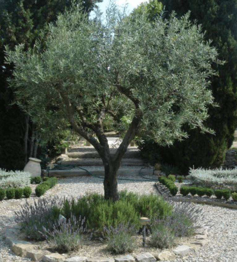 arbre zone climat mediterranée