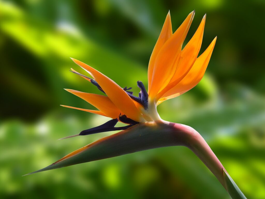 Strelitzia (oiseau du paradis)