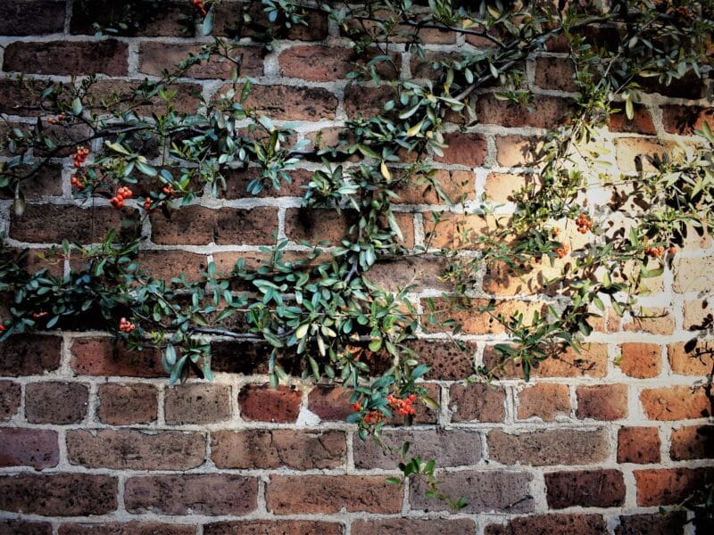 faire grimper des plantes sur mur inesthetique jardin