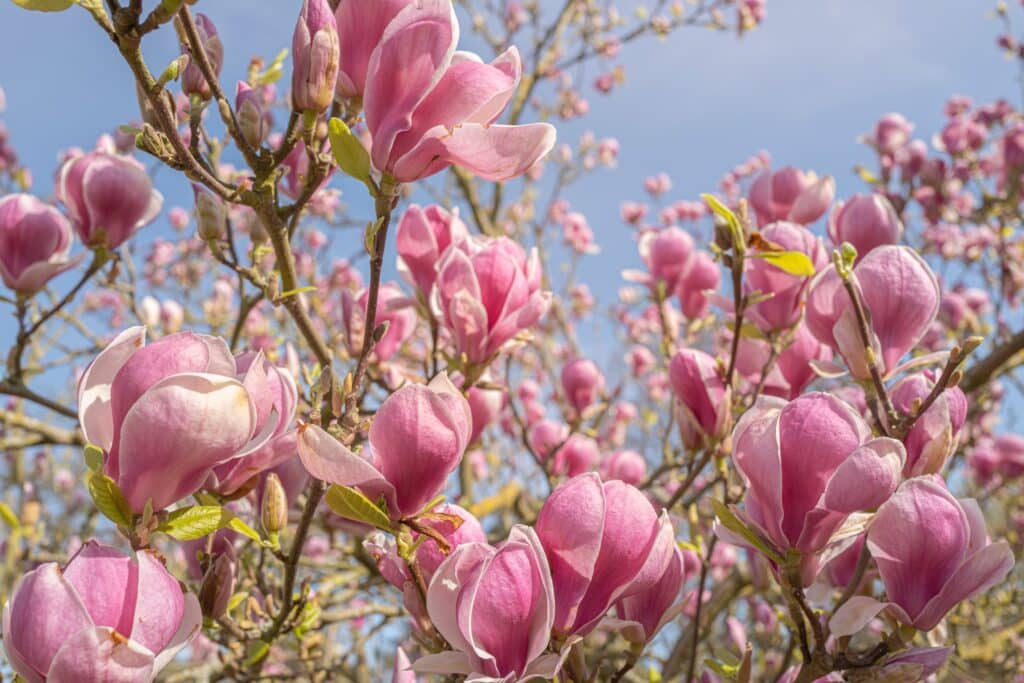7 Arbres Magnifiques Planter En Milieu De Pelouse Dans Votre Jardin 7 Arbres Magnifiques Planter En Milieu De Pelouse Dans Votre Jardin
