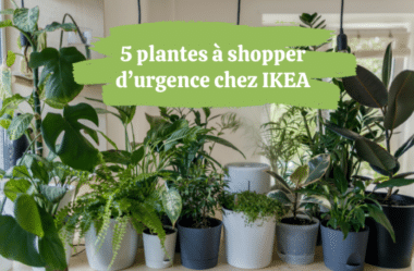 5 plantes à acheter d’urgence chez IKEA