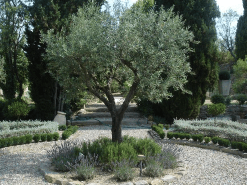 comment mettre en valeur un olivier