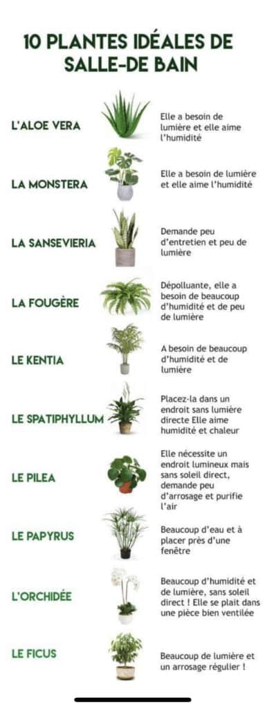 10 plantes idéales pour salle de bain