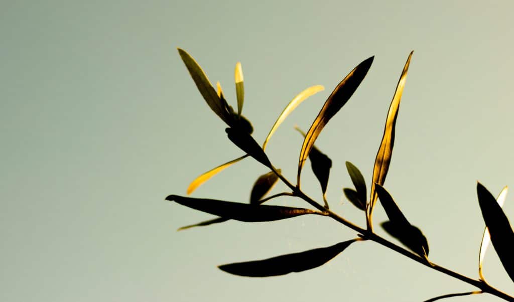 olivier feuille jaune raison