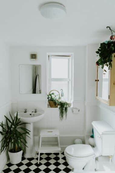 plantes purifiantes pour salle de bain
