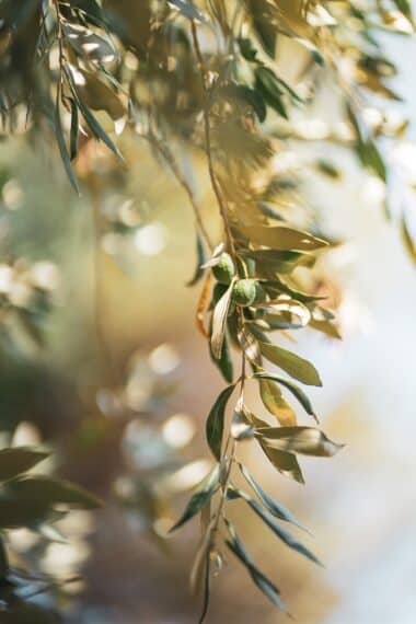 pourquoi olivier feuille qui jaunissent