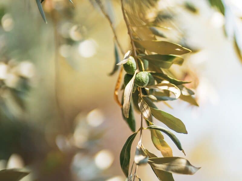 pourquoi olivier feuille qui jaunissent