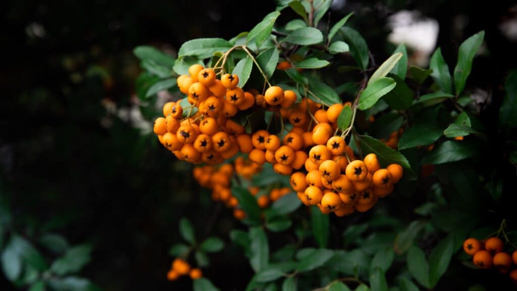 Le Pyracantha (Buisson ardent)