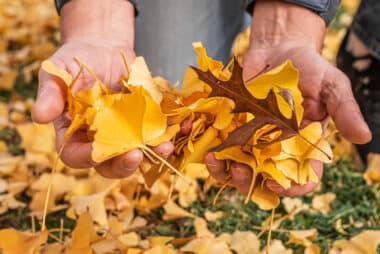 Mains d'homme qui tient des feuilles mortes afin d'en faire du compost