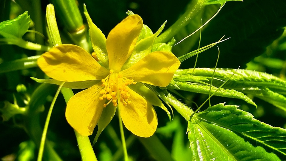 fleur de corchorus olitorius, plante avec laquelle la jute est fabriquée