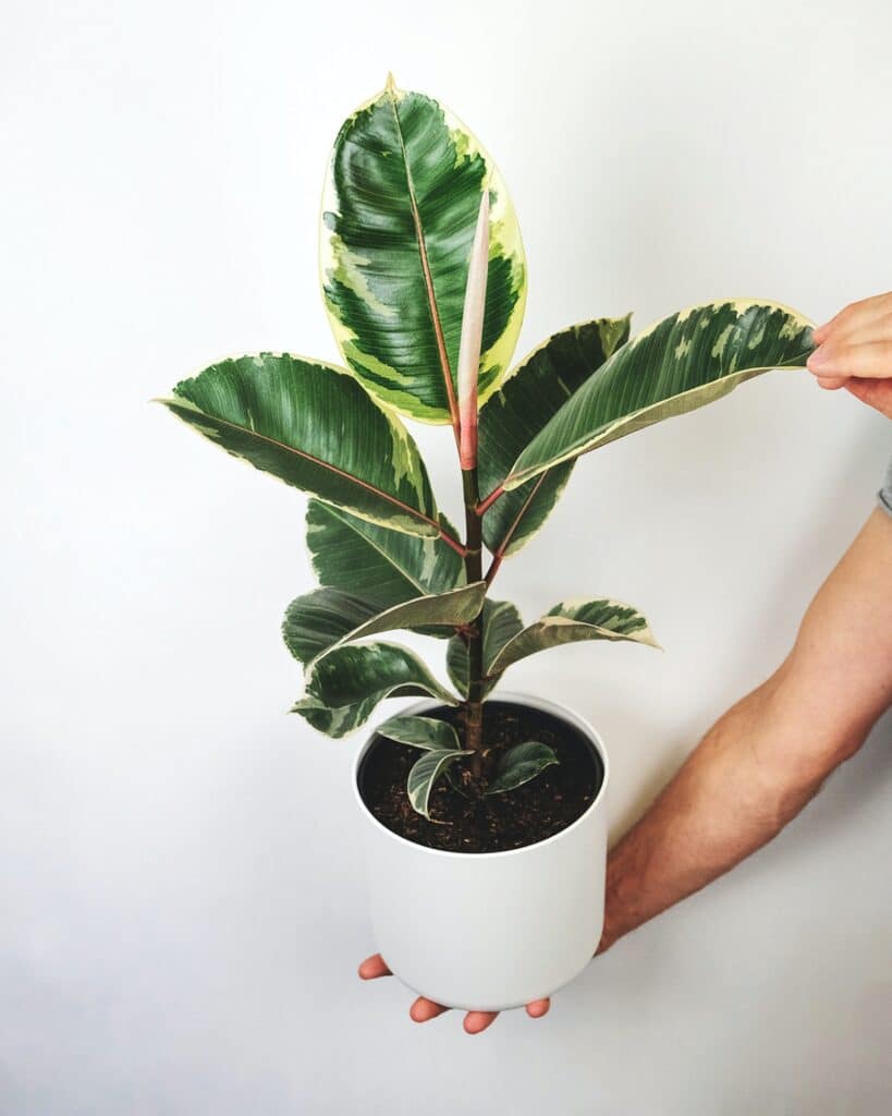 Ficus qui permet de purifier l'air