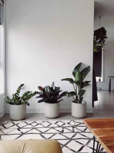 Plantes grasses dans un intérieur minimaliste