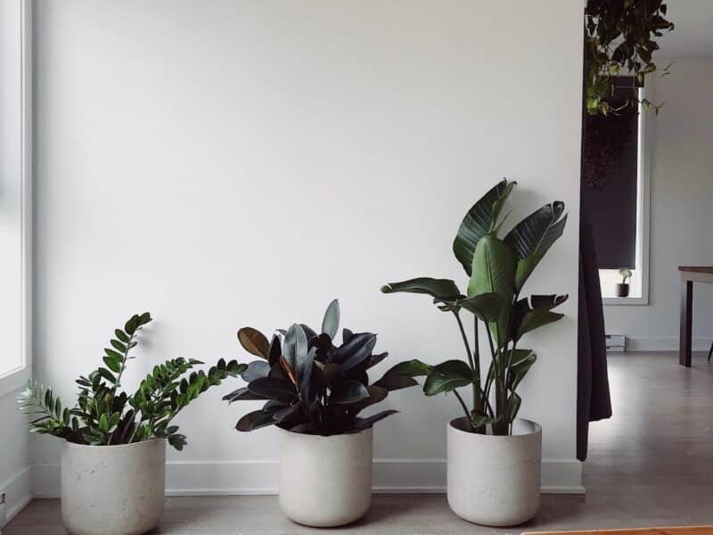 Plantes grasses dans un intérieur minimaliste