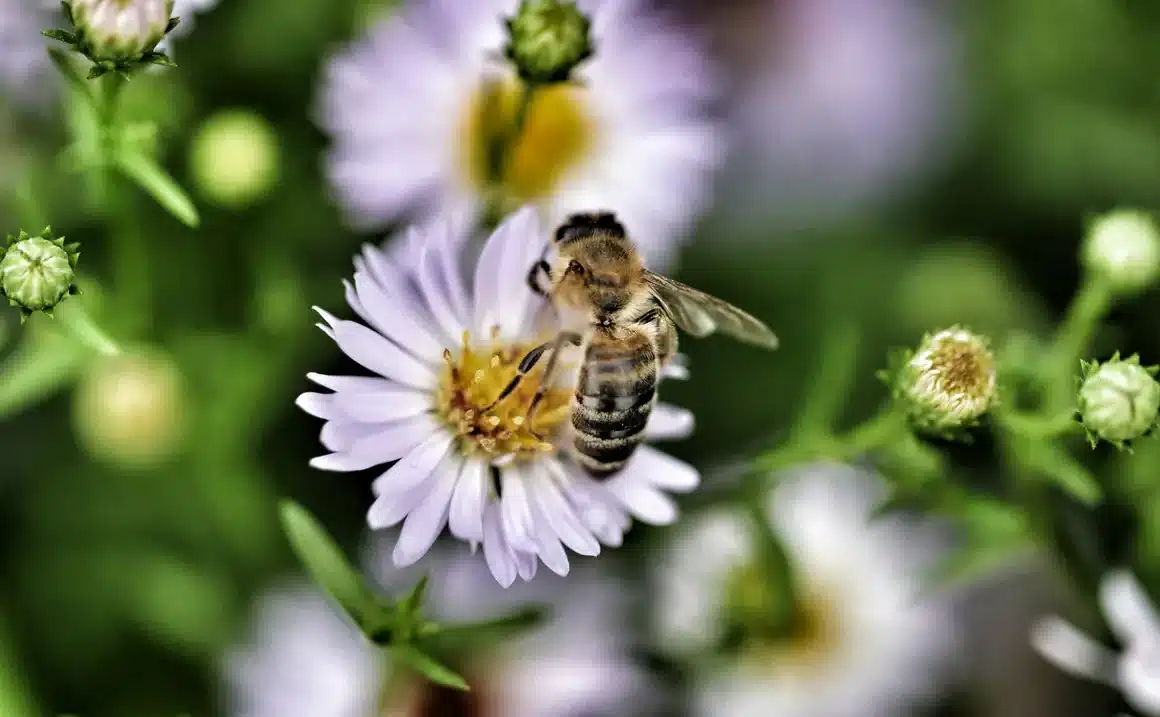 Abeille qui butine une marguerite dans un jardin