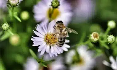 Abeille qui butine une marguerite dans un jardin
