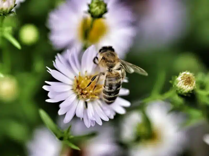 Abeille qui butine une marguerite dans un jardin