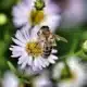 Abeille qui butine une marguerite dans un jardin