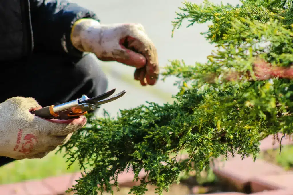 Coupe au sécateur dans un jardin plein de biodiversité