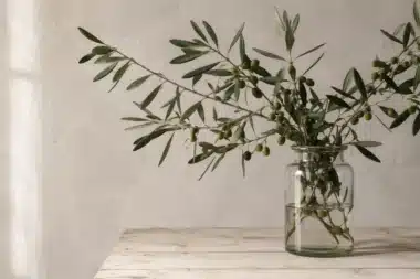 branche d'olivier fraîche dans un vase simple pour une déco provençale