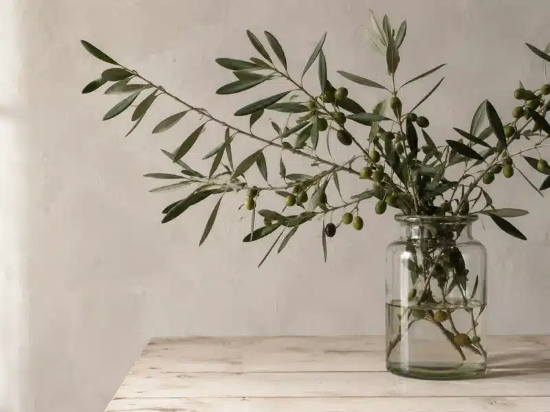 branche d'olivier fraîche dans un vase simple pour une déco provençale