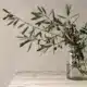 branche d'olivier fraîche dans un vase simple pour une déco provençale