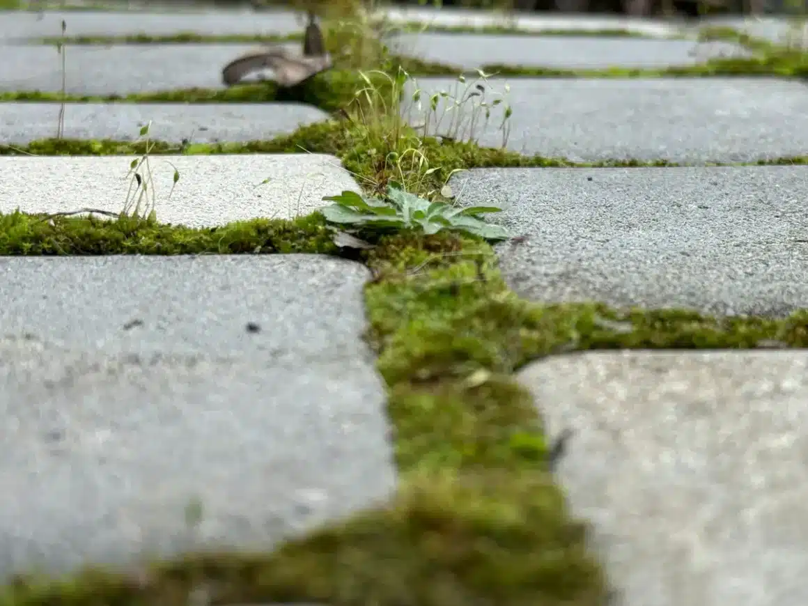 Mousse sur une dalle en béton