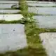 Mousse sur une dalle en béton