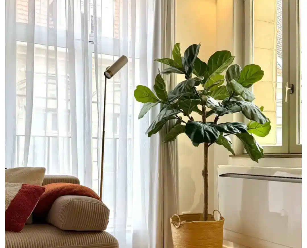 Ficus lyrata artificiel tige dans un salon