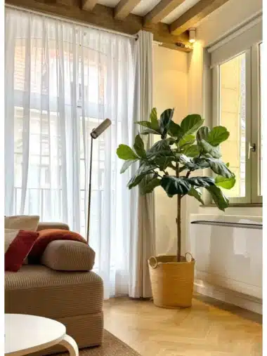 Ficus lyrata artificiel tige dans un salon