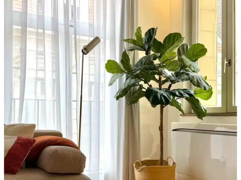 Ficus lyrata artificiel tige dans un salon